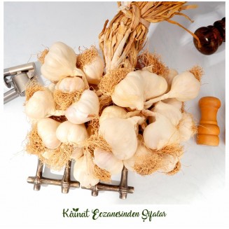 5 KG ATA TOHUM TAŞKÖPRÜ ORGANİK SARIMSAK